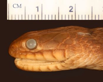 Media type: image;   Herpetology R-22670